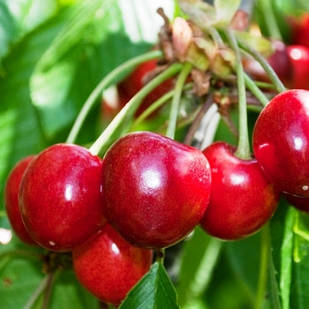 Саджанці Черешні Престижна - середнього терміну, невибаглива, солодка