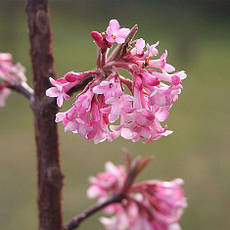 Калина боднатенська Dawn 2 річна, Калина боднатенская Доун, Viburnum bodnantense Dawn, фото 3