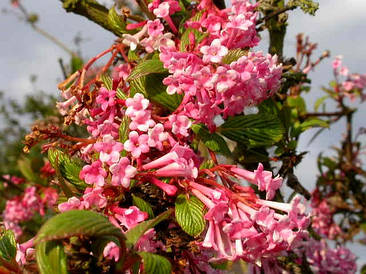 Калина боднатенська Dawn 2 річна, Калина боднатенская Доун, Viburnum bodnantense Dawn