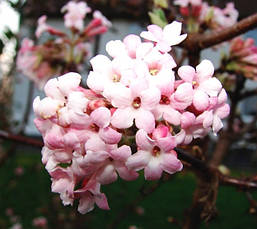 Калина боднатенська Dawn 2 річна, Калина боднатенская Доун, Viburnum bodnantense Dawn, фото 5