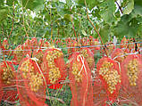 Сітка виноградна, 2кг з дрібним вічком зелена (кратно 50), фото 2