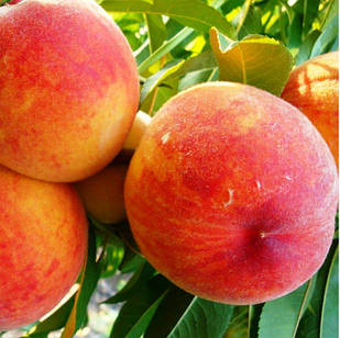 Саджанці Персика Марія - середній, великоплідний, невибагливий