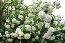Калина Бульдонеж 2 річна, Viburnum opulus, фото 4
