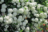 Калина Бульдонеж 2 річна, Viburnum opulus