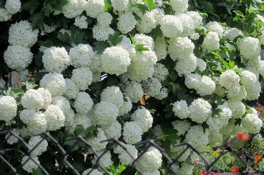 Калина Бульдонеж 2 річна, Viburnum opulus, фото 1