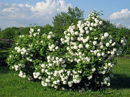 Калина Бульдонеж 3 річна, Viburnum opulus, фото 4