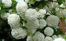 Калина Бульдонеж 3 річна, Viburnum opulus, фото 3