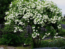 Калина Бульдонеж 3 річна, Viburnum opulus, фото 6