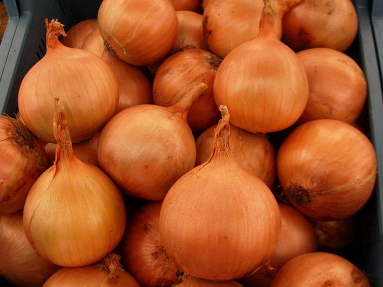 Насіння цибулі ріпчастої Каоба F1 / Caoba Enza Zaden, 250000 насіння, фото 1