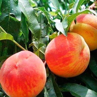 Саджанці Персика Рілайнс - середній, зимостійкий, урожайний, фото 1