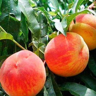 Саджанці Персика Рілайнс - середній, зимостійкий, урожайний