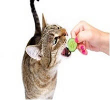 Ласощі для кішок