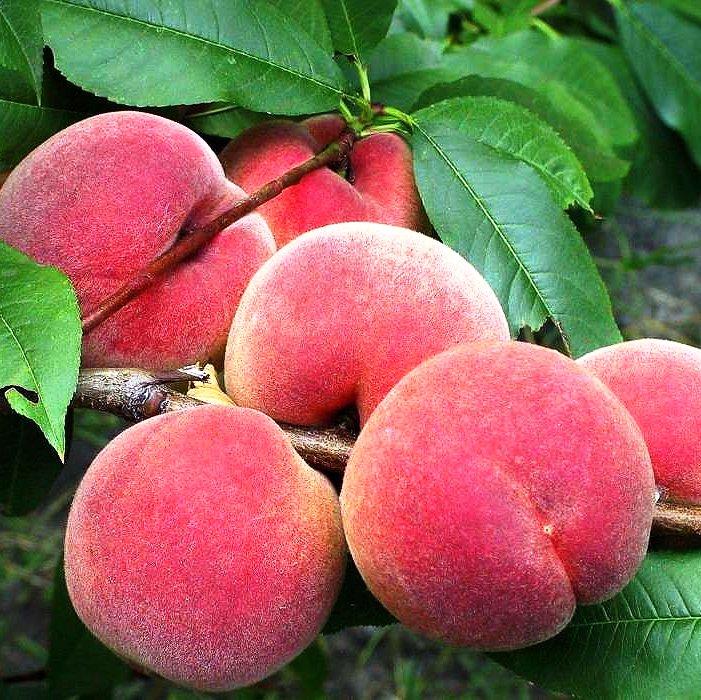 Саджанці Персика Еллоу Піч - ранній, зимостійкий, невибагливий, фото 1