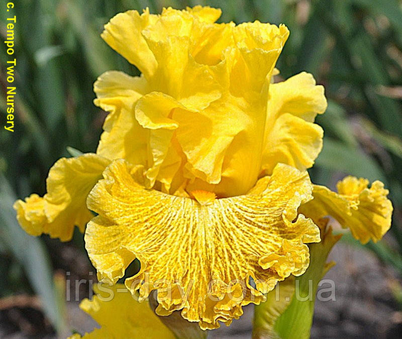 Ірис Woven Sunlight Вовен Санлайт (Blyth 2015) (сажінки), фото 1