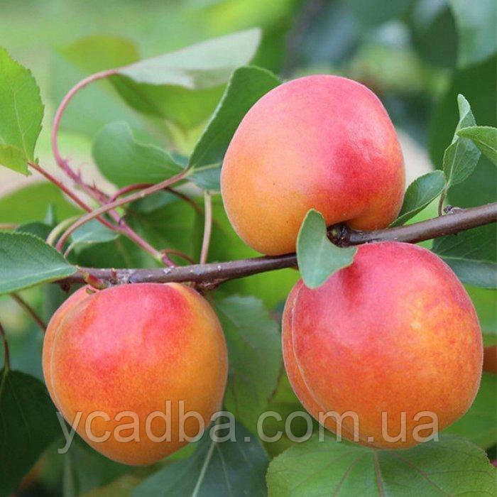 Абрикос Ерлі Оранж (над ранний), фото 1