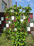 Опора для рослин вертикальна, фото 2