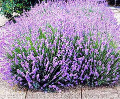 Лаванда вузьколична, контейнер С3л