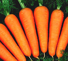 Техніка для вирощування моркви. Техніка для вирощування моркви