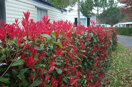 Фотінія Фразера Little Red Robin 2 річна, Фотинія Фразера Літл Ред Робін, Photinia fraseri Little Red Robin, фото 4