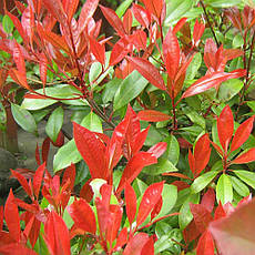 Фотінія Фразера Little Red Robin 2 річна, Фотинія Фразера Літл Ред Робін, Photinia fraseri Little Red Robin, фото 3