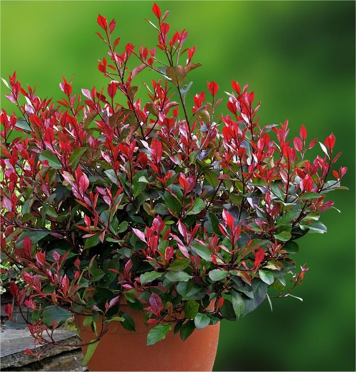 Фотінія Фразера Little Red Robin 2 річна, Фотинія Фразера Літл Ред Робін, Photinia fraseri Little Red Robin