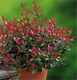 Фотінія Фразера Little Red Robin 2 річна, Фотинія Фразера Літл Ред Робін, Photinia fraseri Little Red Robin