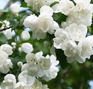 Чубушник / Жасмін Virginal 2 річний, Philadelphus Virginal, фото 1