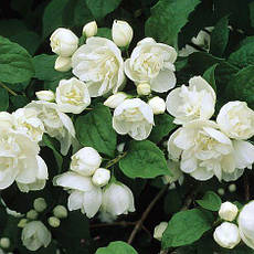 Чубушник / Жасмін Virginal 2 річний, Philadelphus Virginal, фото 5
