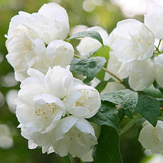 Чубушник / Жасмін Virginal 2 річний, Philadelphus Virginal, фото 6