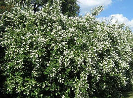 Чубушник / Жасмін Virginal 2 річний, Philadelphus Virginal, фото 4