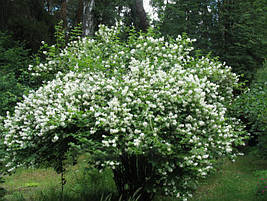 Чубушник / Жасмін Virginal 2 річний, Philadelphus Virginal, фото 3