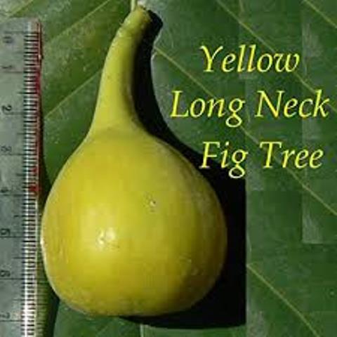 Інжир Yellow Long neck (дворічний)