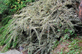 Кизильник горизонтальний Variegatus 2 річний, Кизильник горизонтальний Вариегатус, Cotoneaster Variegatus, фото 3