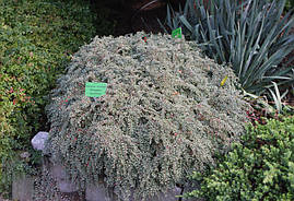 Кизильник горизонтальний Variegatus 2 річний, Кизильник горизонтальний Вариегатус, Cotoneaster Variegatus, фото 2