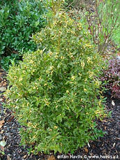 Падуб Мезерва Golden Girl 3 річний, Падуб Мезерва Голден Герл, Ilex meserveae Golden Girl, фото 4