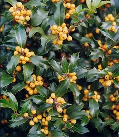 Падуб Мезерва Golden Girl 3 річний, Падуб Мезерва Голден Герл, Ilex meserveae Golden Girl