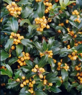 Падуб Мезерва Golden Girl 3 річний, Падуб Мезерва Голден Герл, Ilex meserveae Golden Girl, фото 1