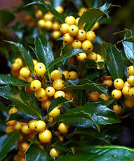 Падуб Мезерва Golden Girl 3 річний, Падуб Мезерва Голден Герл, Ilex meserveae Golden Girl, фото 5