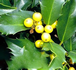 Падуб Мезерва Golden Girl 3 річний, Падуб Мезерва Голден Герл, Ilex meserveae Golden Girl, фото 6