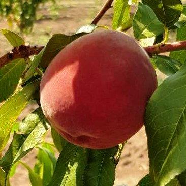 Саджанці Персика Флемінг Ф'юрі PF-5B - ранній, великоплідний, транспортабельний, фото 1