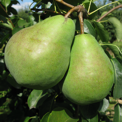 Саджанці Груші Бере Люка - зимового терміну, велика, солодка, фото 1