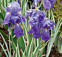 Ірис Variegata