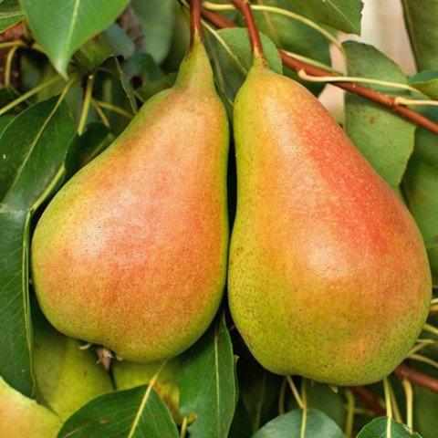 Саджанці Груші Молдавська рання - літнього терміну, зимостійка, невибаглива, фото 1