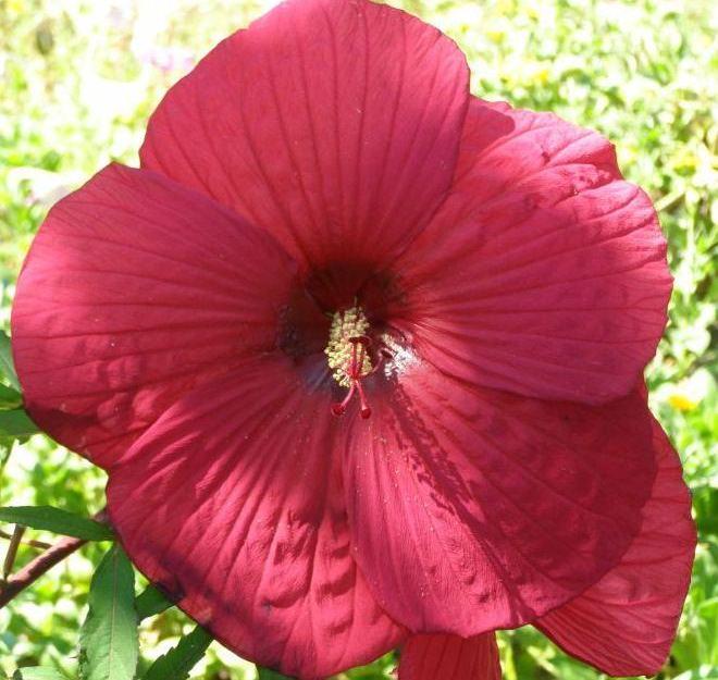 Гибискус травянистый красный 4 года: продажа, цена в Киевской области ...