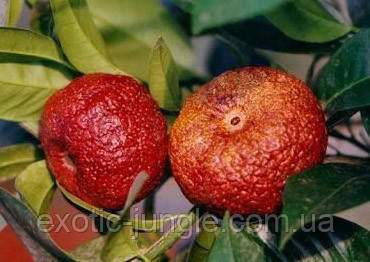 Клементи Рубіно Россо (Citrus clementina Rubino Rosso) 30-35 см із червоною м'якоттю. Кімнатний, фото 1