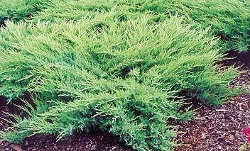 Ялівець козацький 'Glauca', контейнер С3 а-0,40, фото 1