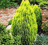 Туя східна Ауріа Нана h до 35 см, фото 2