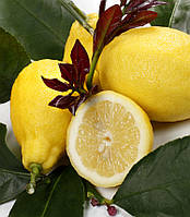 Лимон "Феммінело Каррубаро" до 20 см. Кімнатний