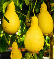 Лимон Грушевидный Перетта (Citrus limon Peretta) до 20 см. Комнатный