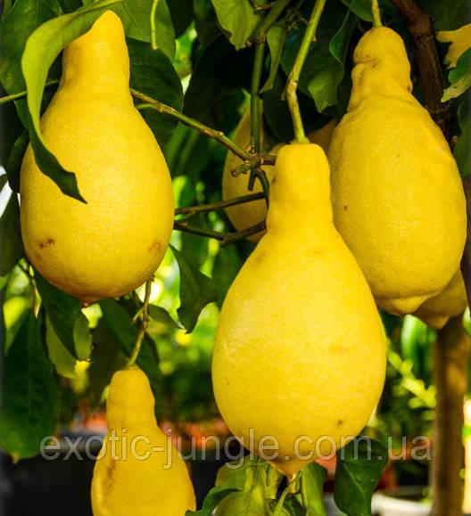 Лимон Грушеподібний Перетта (Citrus limon Peretta) 30-35 см. Кімнатний